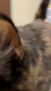 It’s Feline Friday-Meet Lexa! Lexa is a 5-year-old spayed female that’s been under our care since February 5th! Lexa is a very loving girl that enjoys meeting new people! Upon your first interaction with her, she’ll want to be your new best friend right away. Lexa is a very affectionate girl that enjoys spending time with people and she’d make for the perfect lap cat. She loves all kinds of attention and is always rolling around showing off her belly, waiting for some belly rubs. Lexa doesn’t se