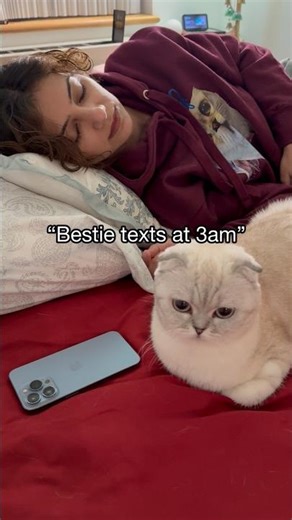 Wait for it 🙈😆 ‪@SofiManassyan‬ #kikicutekitty #shorts #bestie #annoying #relatable #scottishfold