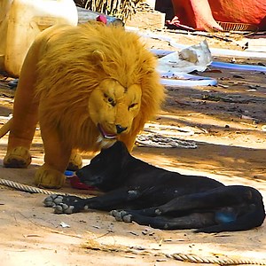 132K views · 1.5K reactions | Best Funny Prank Sleep Dog Non Stop Laugh Vs Fake Tiger | Top Generations | Facebook