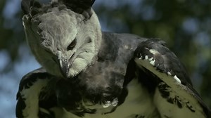 This eagle grabs monkeys out of trees – and drops them to their death