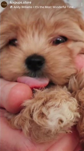 Meadow ( Toy Maltese Pure Bred X F1B Gen Poodle)