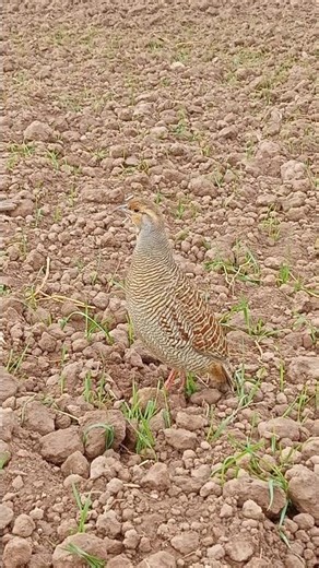 Desi Teetar Relaxing Sounds | Partridge Natural Calls#desiteetar #partridgesound #relaxingnature