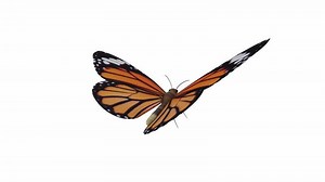 Download Realistic 3D rendering of a butterfly in vibrant colors and details for free