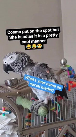 Cosmo the Funny Parrot Social Media Account Name Revealed