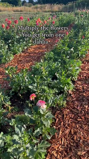 Easiest trick to multiply your flowers without planting more: also called topping, pinching means you’re removing the grow point when your flowers have 5-7 pairs of true leaves. This triggers the plant to send out more lateral stems which = more flowers. If your dahlias are too tall to pinch? Cut deep into the plant when you cut the first bloom and this will trigger the same thing. Your next flowers will just be delayed a bit longer that’s all. Doesn’t just work for dahlias though! Zinnias, cosm