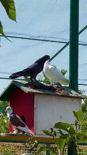 Enjoy the authentic taste of Azerbaijan with dolma made from freshly picked grape leaves. Filled with a savory blend of seasoned rice, tender lamb, and aromatic herbs, these parcels are a perfect harmony of flavors—homemade, wholesome, and deeply rooted in tradition.#azerbaijanidolma #freshgrapeleaves #homemadecooking #traditionalflavors #gardenfresh | Easy life