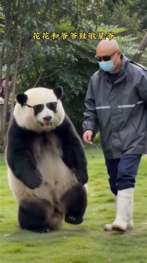 Giant panda Hua Hua and her grandpa pay tribute to Stephen Chow's iconic walking scene~ #GiantPan...