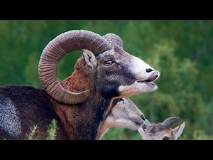 Iberia, Land of Passions