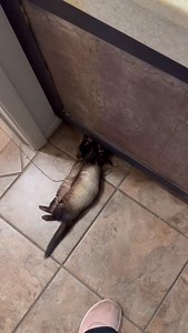 5.3K views · 888 reactions | You never know what they’ll try to get into  | hikingferret | Facebook