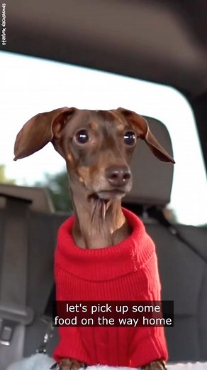Moonpie Starbox on Instagram: "Moonpie and Buttercup want fried chicken for supper #moonpiestarbox #starboxdachshunds #dachshunds #doxie #wienerdog #fun (ac tikokin.mama on TT)"