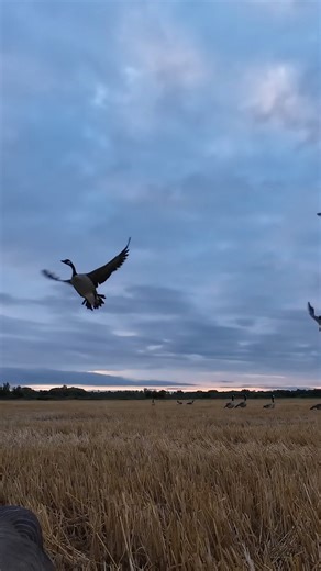 Got em! #goosehunting #bwfilms