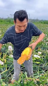 847K views · 9.2K reactions | Pineapple farming tips #farmers #farming | Ariola Uy Carlo Jay | Facebook