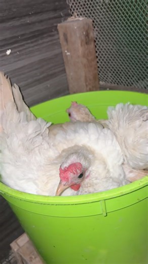 Joint effort of my serama hens #chicken #hobby #ayam #backyardchickens #serama