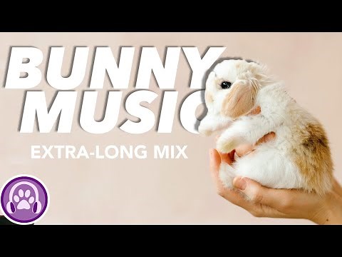 Click HERE to Relax Your Rabbit - 3 HOURS of Soothing Music