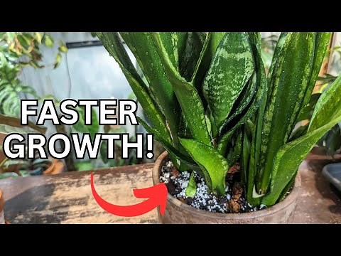how to get a snake plant to grow quicker and look full