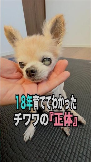 【18年間育てて分かった、チワワの正体】