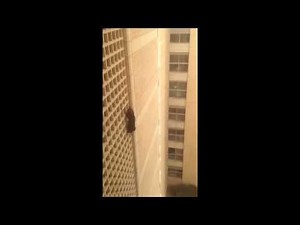 Students Rescue Cat from 7th Floor Fall at Hebrew University Dorms