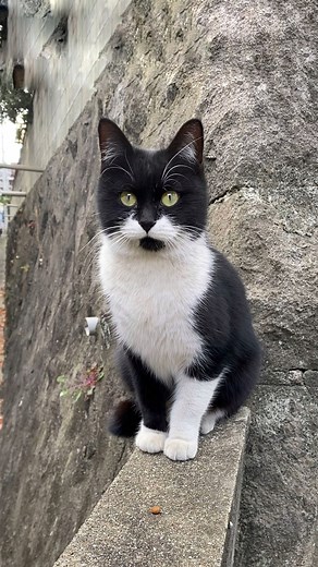 今日のにゃんにゃん on Instagram: "野良猫時代のにゃーたん🖤 口笛吹いたり、おいで！って声掛けたら 必ず来てくれてたなあ、、懐かしい🥰 #猫のいる暮らし#猫好きさんと繋がりたい#保護猫#保護猫と暮らす#ねこのきもち#猫ちゃん想い#猫とおうちの時間#peppyフォト部#にゃんこノート参加したい#nyancon01#フェリシモ猫部#ペコねこ部#ねこちゃんホンポ#NEKOくらぶ#ねこめいと#ニャン友#nyantube_可愛い猫フォト#モリニュウもふもふ部#にゃろみ試したい#pecotv#うちの子自慢大賞応募#メイクにゃーと#モフミーファミリー#健康ニャン友#nekos_diary#catstagram_japan#catstagram#고양이그램#캣스타그램#맞팔"