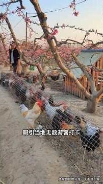 বাসা বাড়িতে মুরগি পালন পদ্ধতি #foryou #Chicken farming #house