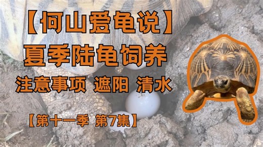 【何山爱龟说】第十一季 第7集：夏季饲养陆龟注意事项｜躲避｜饮水｜热衰竭｜天然食物｜少吃龟粮