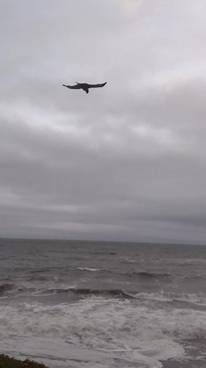a Red-Tailed Hawk hunts while hovering against oncoming winds over the ice-plant covered cliff at a beach in Santa Cruz, California. it may look like the hawk is staying still, but they are adjusting their tail and wing muscles to changes in the wind. their head is kept still, allowing them to hunt for mice or other rodents in the plants. the wind had to be upwards of 20mph, a storm was on its way!