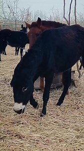 Horse Vs Female Donkey 🫏 #donkeys #donkey #donkeykong #donkeyfarm #horses #horselife #horselover #horsephotography #horsephotographer #animals #animallover #animalphotography #fypシ゚viralシfypシ゚ #reelsvideoシ #fypシviralシ2024 #reelsviralシ #fypシ゚viralシ2024fyp #fypシ゚viralシ #reelsfbシ #fypviralシ #facebookreelsviral #reelsfypシ #facebookviral #facebookvideo #facebookpost #FacebookPage | Sole Nero