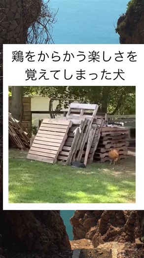 鶏のリアクションが完璧すぎるw #shorts #おもしろ