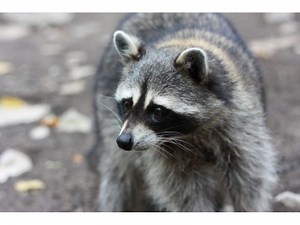 Rabid Raccoon Bit Person in New City
