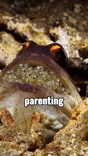 The Strangest Eggs You’ve Never Seen 🥚