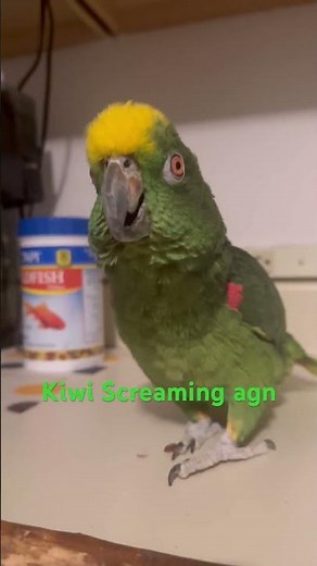 Kiwi Screaming | Amazon Parrot