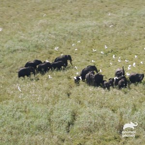 Forrest Galante surprisingly comes across an entire herd of elephants in this week's #MysteriousCreatures 😮🐘 📺 Streaming now on discovery links.discoveryplus.com/mysteriouscreatures | Animal Planet
