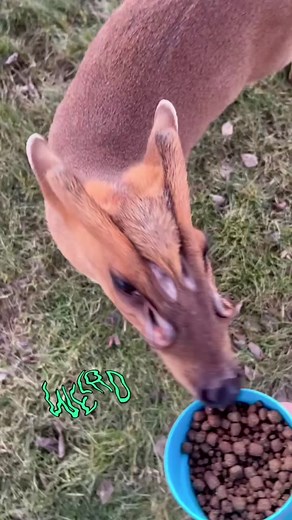 Muntjac deer are so weird! #weird #deer #wildside #exotic | muntjac deer