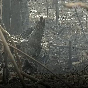 1.9K views · 55 reactions | Wildlife rescuers believe that up to 350 koalas may have been killed after a bushfire tore through critical habitat on the coast of New South Wales, Australia, on Tuesday. Staff at the local koala hospital are devastated by the fire, which they say will set back conservation efforts by years. https://nbcnews.to/2WvM97j | NBC News World | Facebook