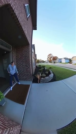 HERO German Shepherd SAVES Tiny Dog From Hawk Attack (Caught on Cam!)