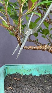 Twin trunk ficus microcarpa😍🌲 #bonsai #bonsaitree #hobi #art | SwiSma