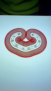 A Shape Embracing Harmony and Symmetry #spirographshr #reelsviralシ #reelsvideoシ #viralreelsシ #reelsfbシ #asmrvideo #satisfying #art #pattern | Spirograph ShR