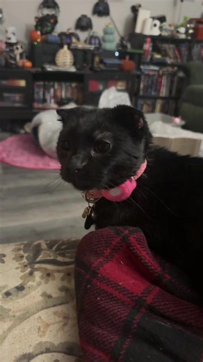 Booger has been enjoying watching my son play one of my favorite video games #cutecat #catswatchingtv #meow #blackcatsoftiktok #scottishfoldsoftiktok