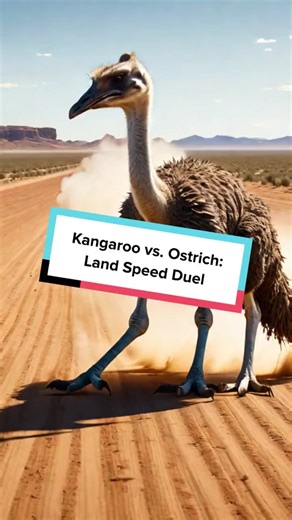 Kangaroo vs Ostrich: Who Would Win the Battle?