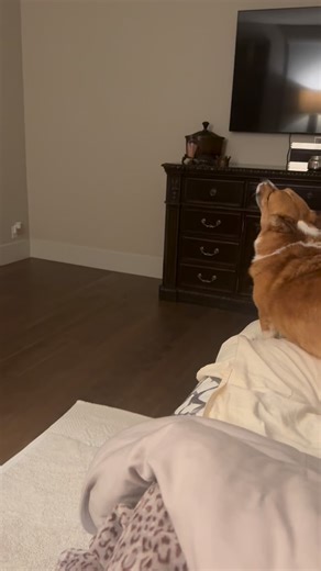 Wonder if the howling is coming out the front or the back ?? | The Chocolate Corgi