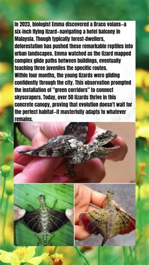 How Flying Lizards Conquered the Malaysian Skyline