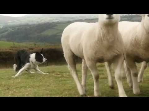Beautiful Sheepdogs (working) Border Collies in training