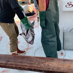 48 reactions · 3 comments | The SearcherSportfishing arrived to unload over at Point Loma Sportfishing ... more nice Yellowfin Tuna and some Yellowtail. • | Fisherman's Processing | Facebook