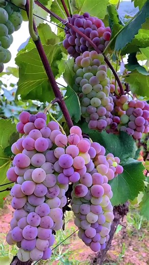 New Grapes Tree Planting Methods To Harvest Grapes! #shorts​ #satisfying​ #farming​ #grow