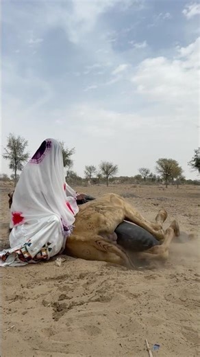 عندما علق الوعاء بين الحمولة بدأ الجمل بالركل والفتاة تحاول تهدئته