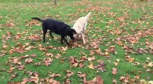 Ronny (yellow Lab) has been staying with ex New Lives Rescue dog Berry (Black Lab, not for adoption) and learning all sorts as well as having some super fun. Ronny, like all young dogs is ‘full of beans’. Initially he can be very unsure and nervous of anything unfamiliar (like my sheepskin footstool)! But once he gets to know you and feels more comfortable, he is more relaxed and keen to learn. He already knows some commands and picks-up new ones quickly. He runs and jumps fast! His recall is go