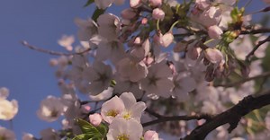 Pexels Physical  Pixel视频