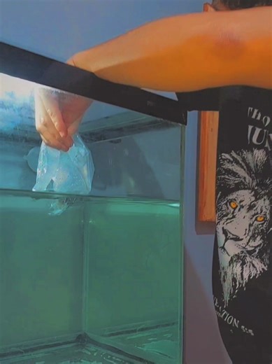 2 weeks care in 30gal tank #CapCut #fishkeeper #flowerhorn