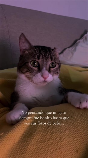 Gato Alien Bebé: ¡Descubre su Dulzura!