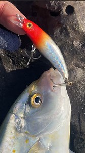 LEADER LINE TO LURE SPLIT RING | NON SLIP LOOP KNOT #itsmorefuninfishing #kftvtoconnectandentertain #anglerakosaanmandakongmundo | KINGFISHER'S TV