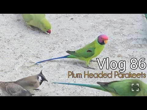 Plum Headed Parakeets 🦜 Jammu Village Mai Pehli Baar 😍 | Village Vlog India | Rural India